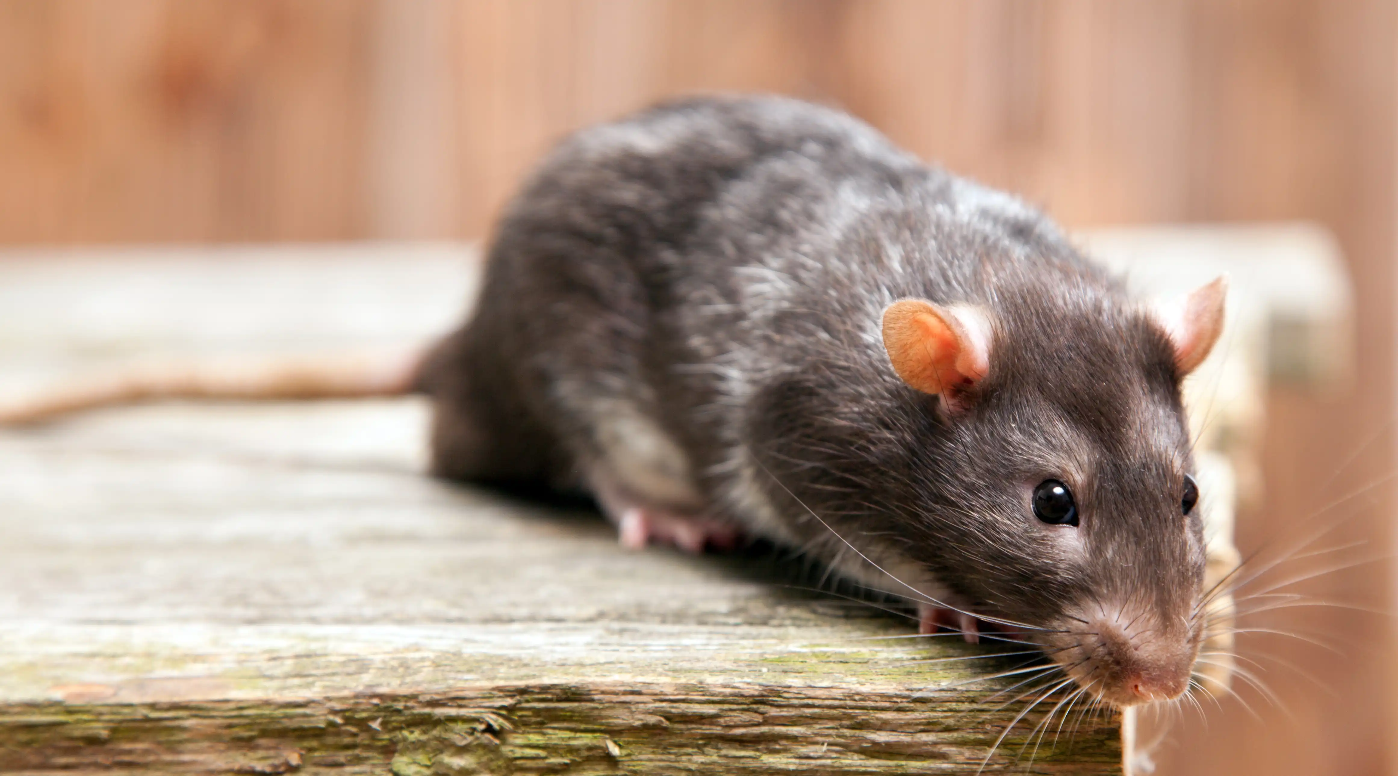 Effektives Schädlingsmanagement: Warum Weitech die intelligente und ökologische Wahl für Gebäude, Außenanlagen und den Kfz-Bereich ist.