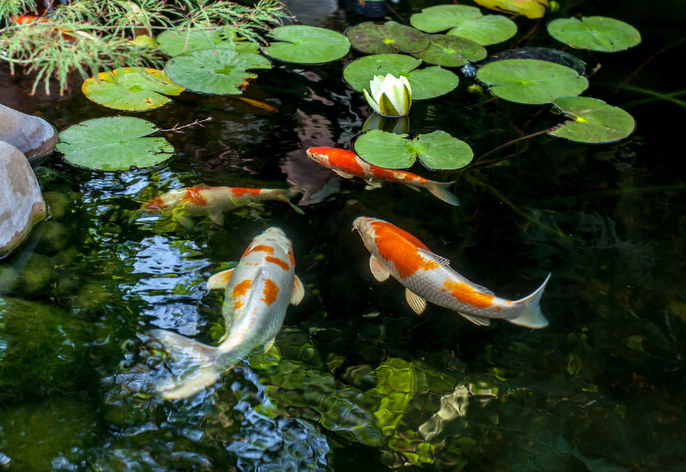 Wie wählt man einen Gartenteich aus?