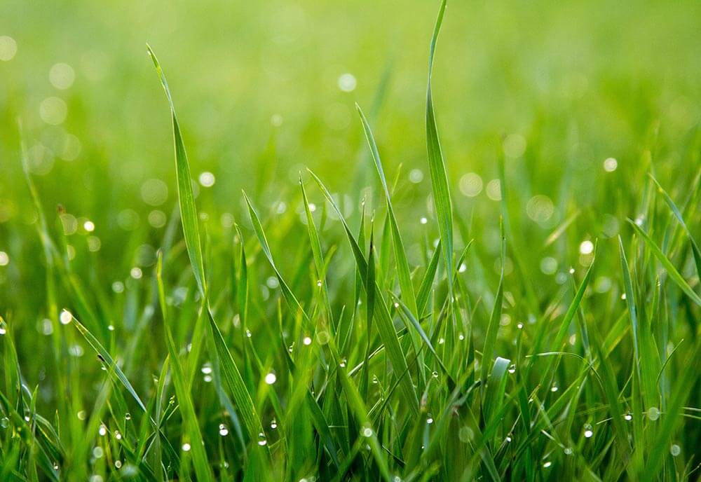 Effiziente Gartenbewässerung: Automatische Bewässerung für Ihren Garten