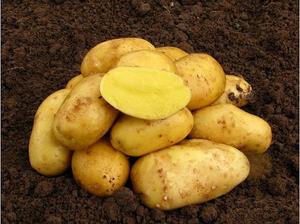 Sadbové zemiaky Antonia C1, 5 kg - | T - TAKÁCS veľkoobchod