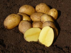 Sadbové zemiaky Agria C1, 5 kg - | T - TAKÁCS veľkoobchod
