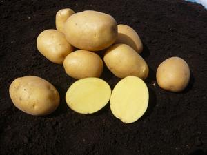 Sadbové zemiaky Marabel C1, 5 kg - | T - TAKÁCS veľkoobchod