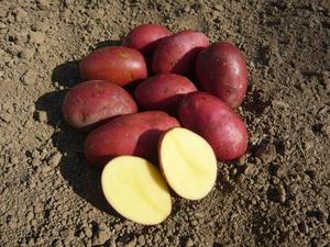 Sadbové zemiaky Laura C1, 5 kg - | T - TAKÁCS veľkoobchod