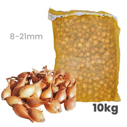 Cibuľa sadzačka Senshyu Yellow - podlhovastá ozimná 8 - 21 mm, 10 kg 