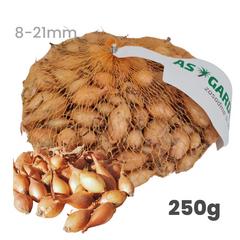 Cibuľa sadzažka Senshyu Yellow - podlhovastá ozimná 8 - 21 mm, 250 g 